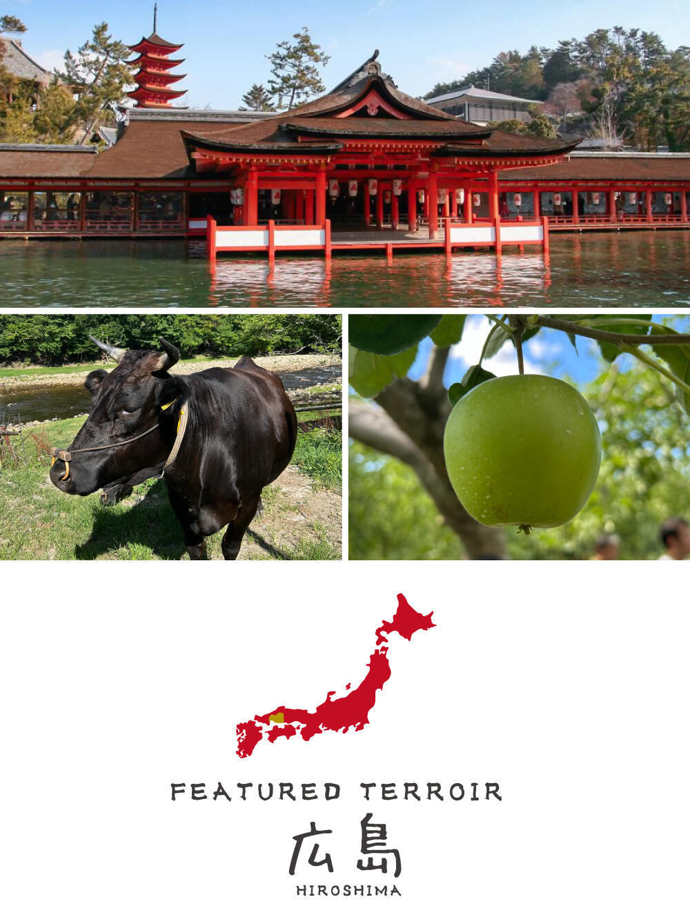 DRAWING Featured Terroir 広島